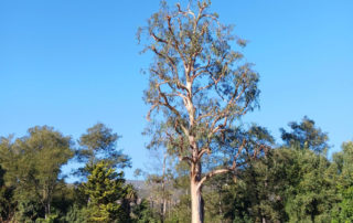 tree trimming services